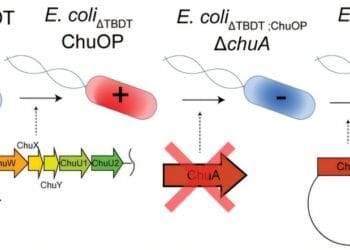 a) Schematic of the genetic engineering strategy for the generation of the ChuA reporter strain used in this study. Credit: BioRxiv (2024). DOI: 10.1101/2024.12.05.626953