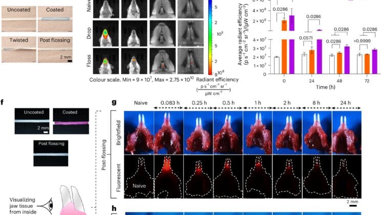 The Secret Power Hidden Between Your Teeth Could Save Millions