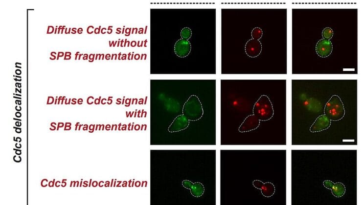 How Cancer Outsmarts Treatment and the Discovery That Could Stop It