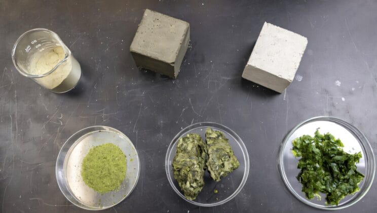 The Secret Ingredient from the Ocean That Could Fix Cement’s Dirty Problem