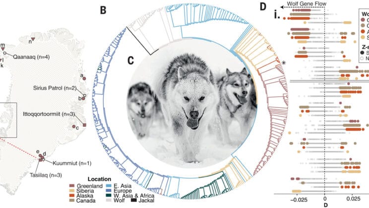 The Decline of Greenland’s Last Sled Dogs and the Legacy of Arctic Survival
