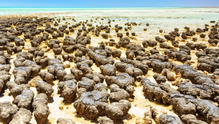 The Oldest Fossils Ever Found on Earth