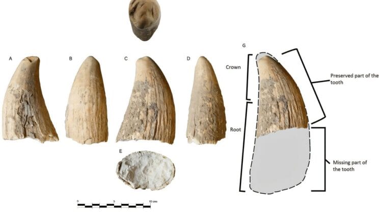 The Whale Tooth Buried in Spain’s Earth Tells a 4,000-Year-Old Story