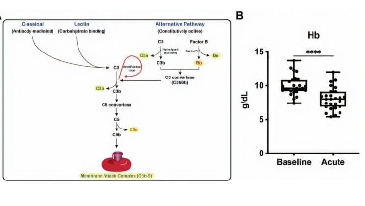 Scientists Discover Ancient Immune Pathway Behind Deadly Sickle Cell Crisis