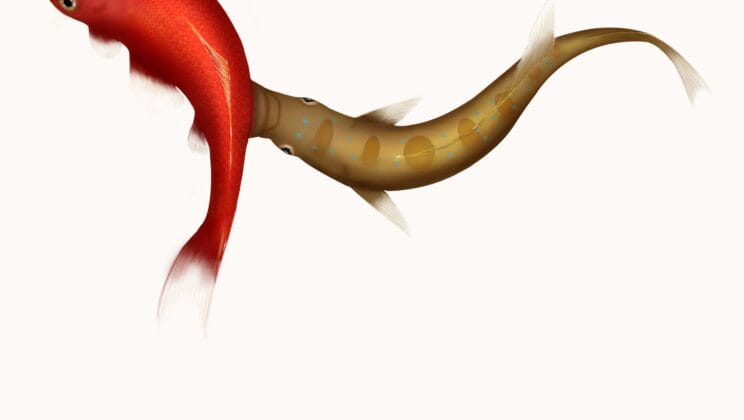 The Fish That Breaks Nature’s Mirror and Thrives Because of It