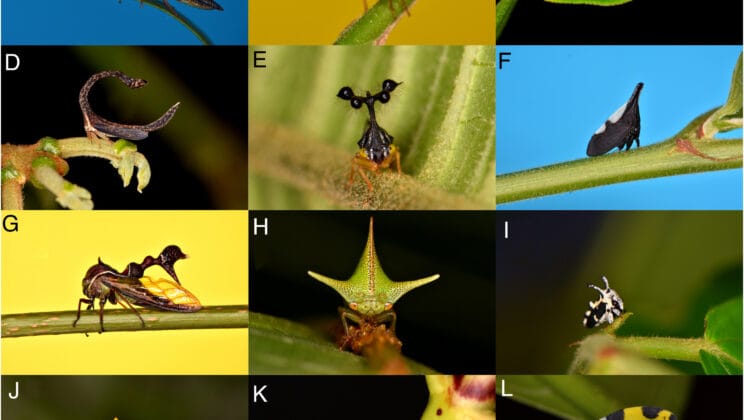 The Insect That Sees Electricity and Hides in Plain Sight