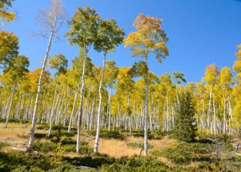 Pando.