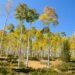 Pando.