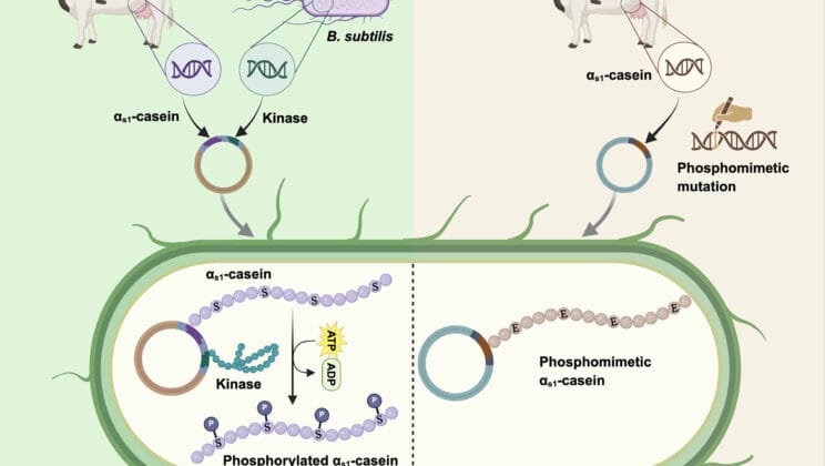 The Milk of the Future Is Coming from Bacteria Not Cows