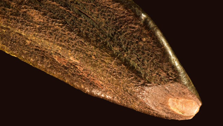 The Teeth That Time Forgot Tell a Dinosaur’s Story