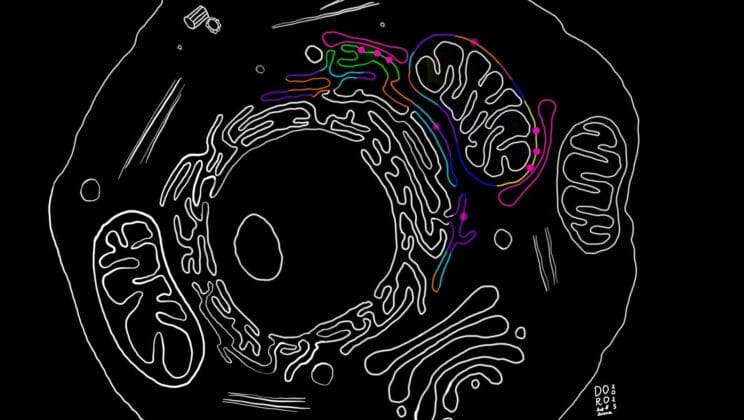Scientists Uncover Hidden Cellular Pathway That Could Change the Future of Parkinson’s Treatment