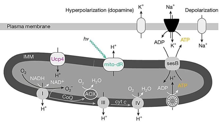 Why Your Brain Forces You to Sleep Before It Burns Out