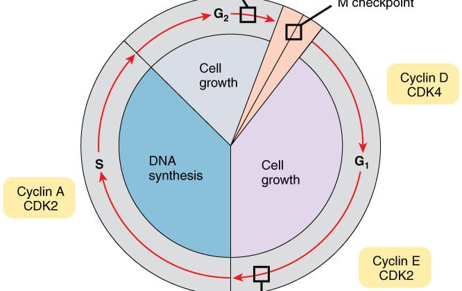 The Cell Cycle: Phases and Checkpoints