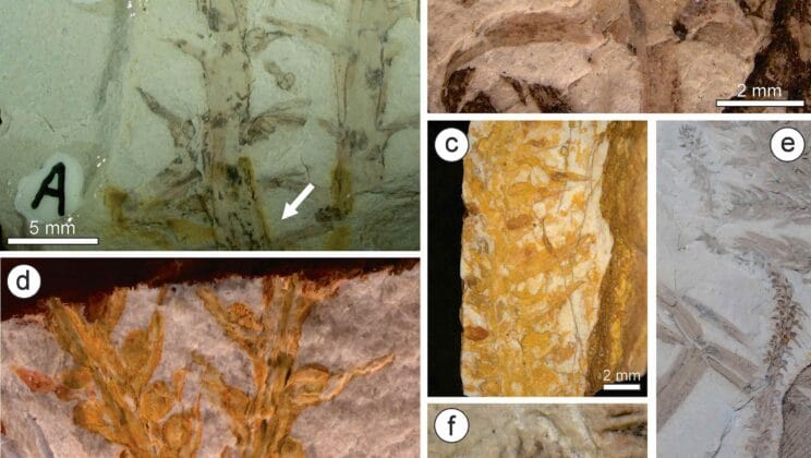 Ancient Brazilian Plant Fossil Reveals Secrets After 300 Million Years