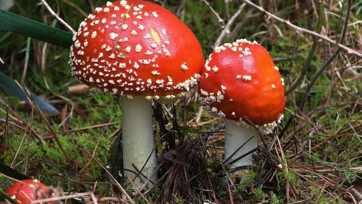 The Role of Fungi in Decomposition and Ecosystems