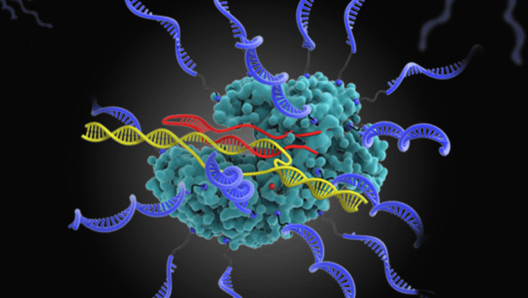 Evolution and CRISPR: Editing Life with an Evolutionary Tool