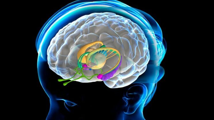 What Happens in the Brain When You Dream?