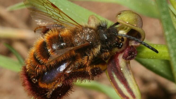 Coevolution: How Species Evolve Together