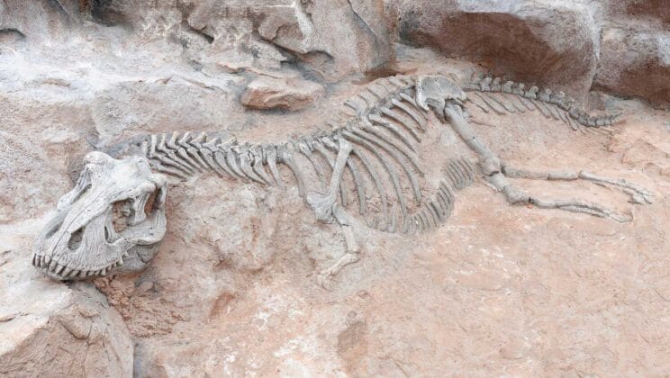 What Happens to Fossils That Are Never Found?