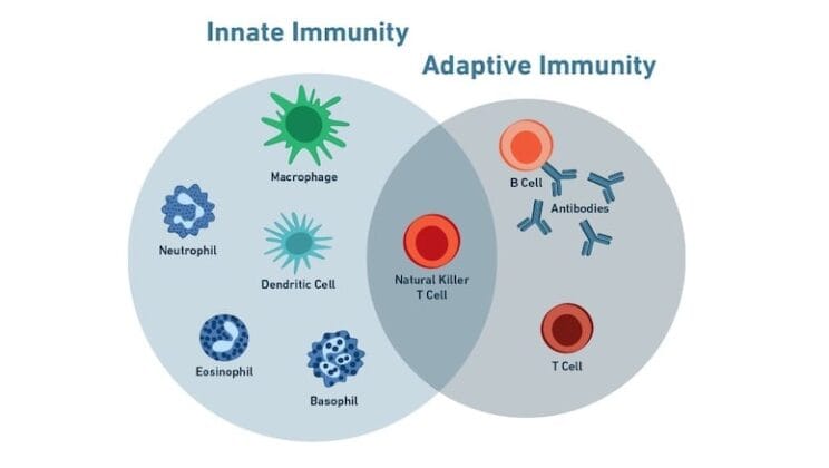 Innate vs Adaptive Immunity Explained