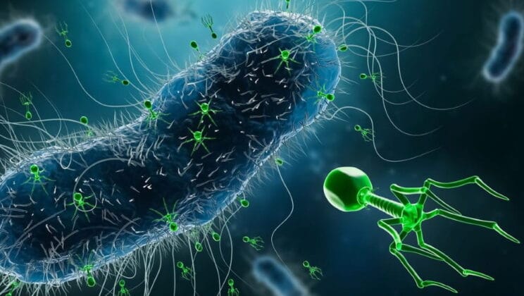 How Do Bacteria Evolve So Quickly?