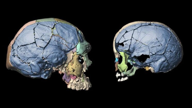 How Evolution Shaped the Human Brain