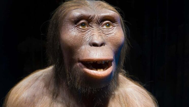 Did Humans Evolve from Monkeys?
