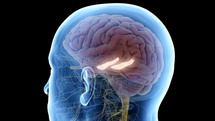 What Is the Hippocampus? The Brain’s Memory Center Explained
