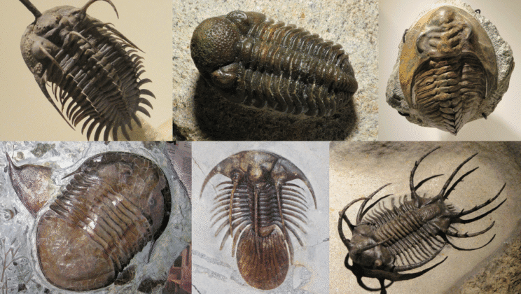 The Fascinating World of Trilobite Fossils