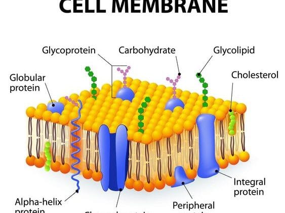 Cell Membrane: Structure, Function, and Importance