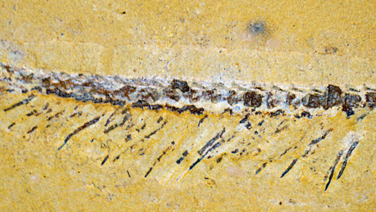The Tiny Fossil That Changed Everything We Know About Life on Earth