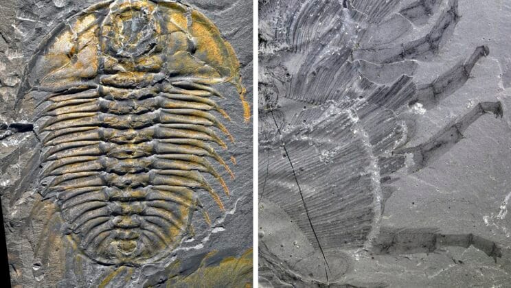 Half a Billion Years Later We Finally Know How This Prehistoric Creature Walked
