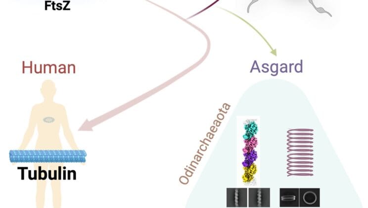 Ancient Microbes Hold the Secret Blueprint of Complex Life