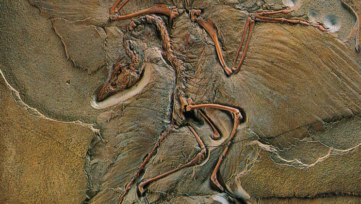 Transitional Fossils That Changed Everything