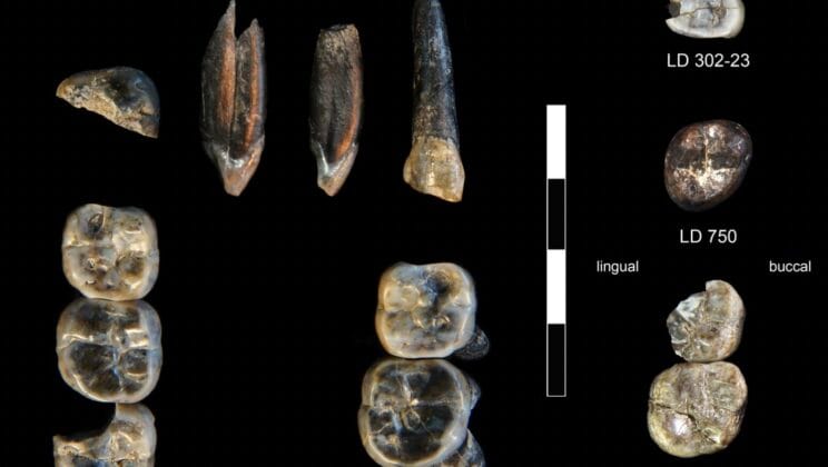 Ancient Human Cousins Found Living Side by Side Two Million Years Ago
