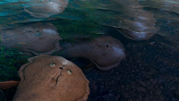 This Ancient Fish Had a Heart Like a Shark Before Jaws Even Existed