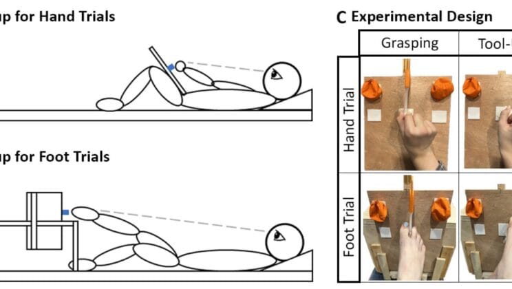 The Brain That Thinks Beyond the Body