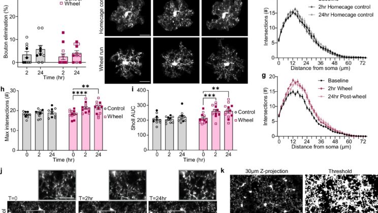 The Hidden Brain Cells That Shape Who We Become
