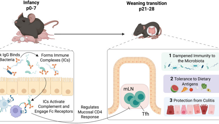Scientists Uncover How Breast Milk Secretly Teaches the Newborn Immune System