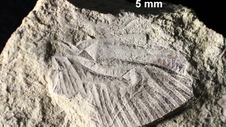 Prehistoric Predator of the Air Found in Canada After 75 Million Years
