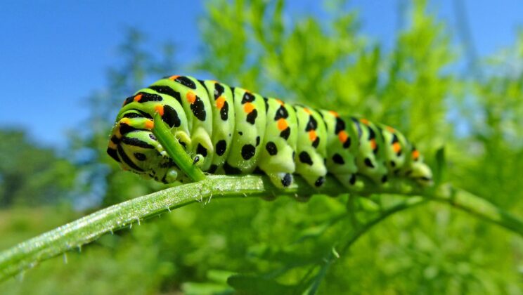 What is Biology? The Living Science of Life