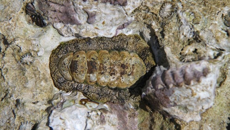 Scientists Unlock the Secret of a Sea Creature That Grows Teeth Harder Than Steel