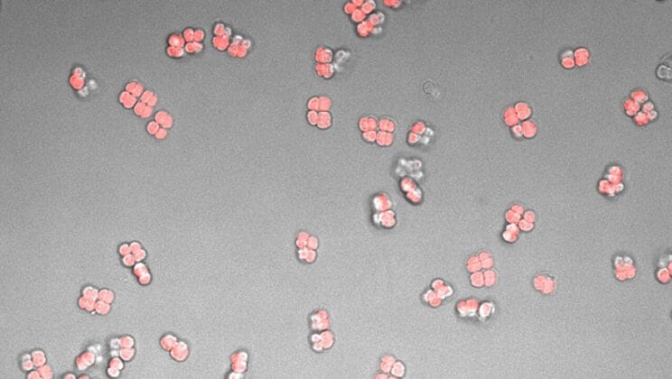 This Bacterium Glows With Poetry That Could Last Forever