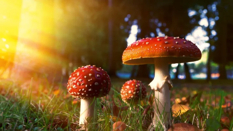 How Fungi Reproduce: Spores, Hyphae, and Mycelium