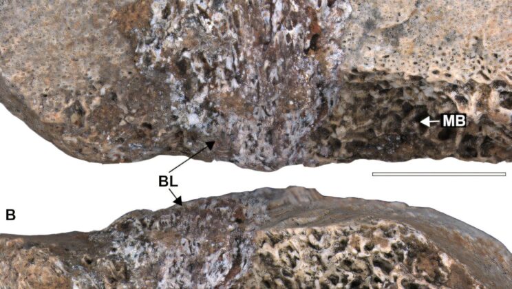 When Dinosaurs Fell Not to Teeth or Claws but to Invisible Enemies