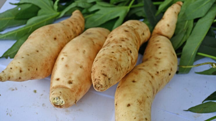 Scientists Finally Unravel the Sweet Potato’s Ancient Genetic Secret