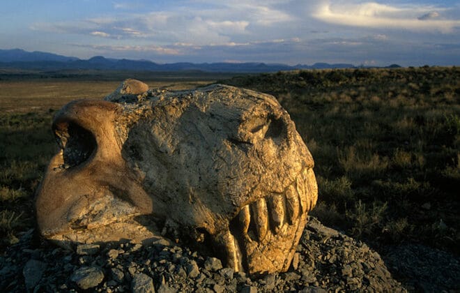 What Do Fossils Tell Us About Mass Extinctions?