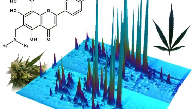 Scientists Uncover Hidden Molecules in Cannabis Leaves That Could Change Medicine Forever