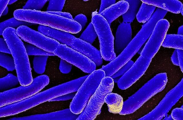 Bacterial Reproduction: Binary Fission Explained