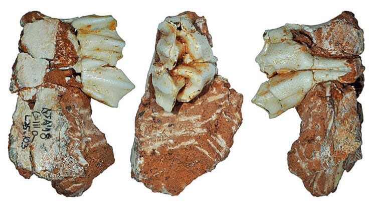 300000 Years Ago Reindeer Walked With Humans in Spain and This Fossil Proves It